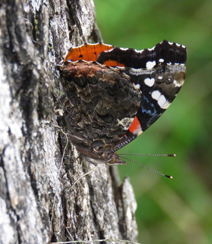 Red Admiral